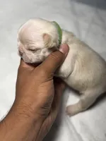 Vanilla, a female French Bulldog for sale in Fresno, CA – 2 of 3