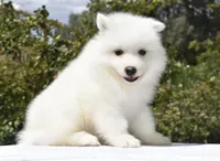 Female #2, a female Samoyed for sale in Palmdale, CA – 5 of 10