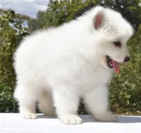 Female #2, a female Samoyed for sale in Palmdale, CA – 7 of 10