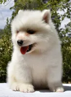 Female #3, a female Samoyed for sale in Palmdale, CA – 1 of 10