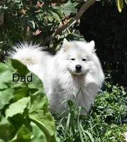 Kiki, a female Akita and Samoyed for sale in Palmdale, CA – Photo 4 of 6