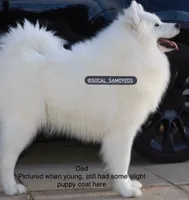 Kiki, a female Akita and Samoyed for sale in Palmdale, CA – Photo 5 of 6