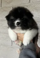 Kiki, a female Akita and Samoyed for sale in Palmdale, CA – Photo 1 of 6