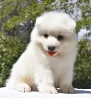 Male #1, a male Samoyed for sale in Palmdale, CA – 3 of 6