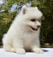 Female #3, a female Samoyed for sale in Palmdale, CA – 6 of 10
