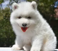 Male #2, a male Samoyed for sale in Palmdale, CA – 6 of 10