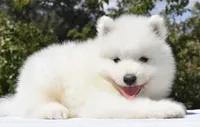 Male #2, a male Samoyed for sale in Palmdale, CA – 4 of 10