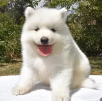 Male #2, a male Samoyed for sale in Palmdale, CA – 2 of 10