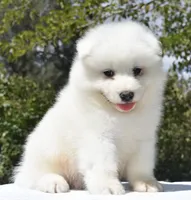 Male #1, a male Samoyed for sale in Palmdale, CA – 2 of 6