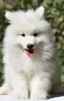 Male #3, a male Samoyed for sale in Palmdale, CA – 3 of 6