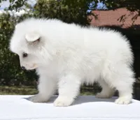 Female #2, a female Samoyed for sale in Palmdale, CA – 4 of 10