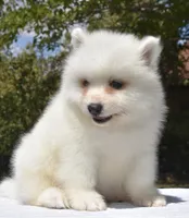 Female #3, a female Samoyed for sale in Palmdale, CA – 5 of 10