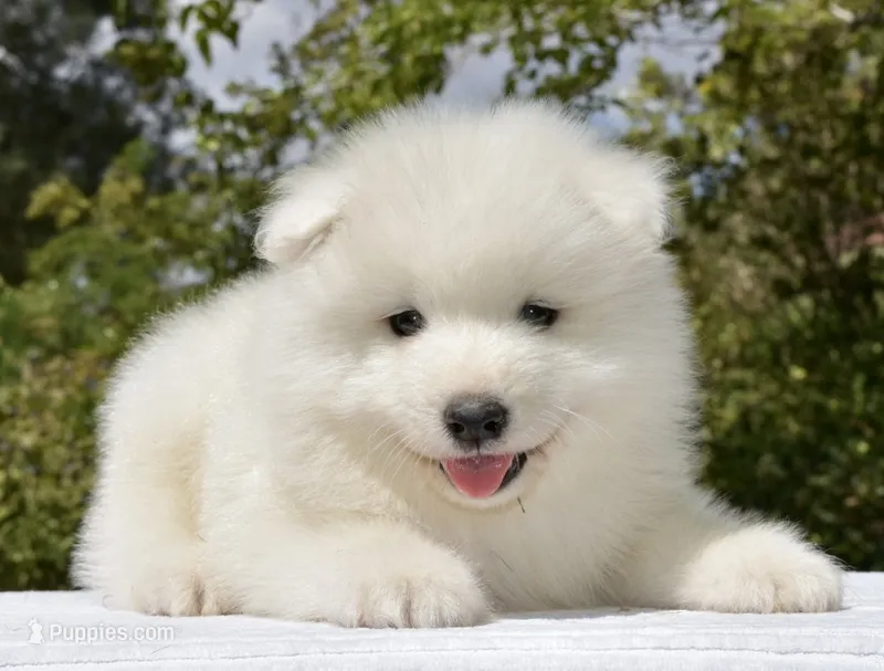 Male #3 – Samoyed puppy for sale in Palmdale, CA
