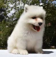 Female #3, a female Samoyed for sale in Palmdale, CA – 3 of 10