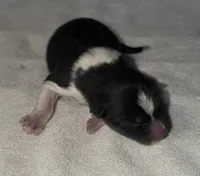 CKC Male #3, a male Akita for sale in Palmdale, CA – Photo 6 of 10