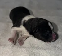 CKC Male #3, a male Akita for sale in Palmdale, CA – Photo 2 of 10