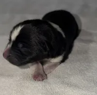 CKC Male #3, a male Akita for sale in Palmdale, CA – Photo 5 of 10