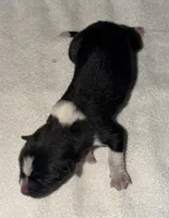 CKC Male #3, a male Akita for sale in Palmdale, CA – Photo 7 of 10