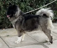 CKC Male #3, a male Akita for sale in Palmdale, CA – Photo 8 of 10