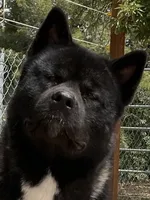 CKC Male #3, a male Akita for sale in Palmdale, CA – Photo 10 of 10