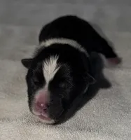 CKC Male #3, a male Akita for sale in Palmdale, CA – Photo 3 of 10