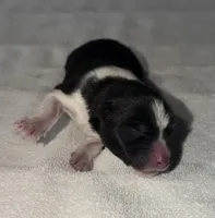 CKC Male #3, a male Akita for sale in Palmdale, CA – Photo 4 of 10