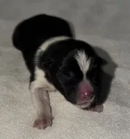 CKC Male #3, a male Akita for sale in Palmdale, CA – Photo 1 of 10