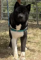 CKC Male #3, a male Akita for sale in Palmdale, CA – Photo 9 of 10