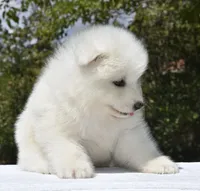 Male #3, a male Samoyed for sale in Palmdale, CA – 3 of 9