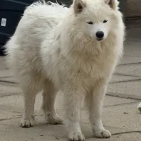 Heidi the Samoyed, a female Samoyed for sale in Palmdale, CA – Photo 2 of 2