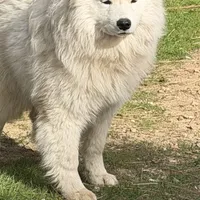 Heidi the Samoyed, a female Samoyed for sale in Palmdale, CA – Photo 1 of 2