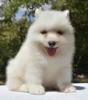 Female #3, a female Samoyed for sale in Palmdale, CA – 7 of 10