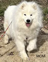 Male #3, a male Samoyed for sale in Palmdale, CA – 8 of 9