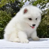 Female #2, a female Samoyed for sale in Palmdale, CA – 1 of 10