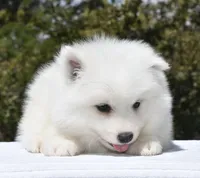 Female #2, a female Samoyed for sale in Palmdale, CA – 8 of 10