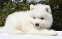 Male #2, a male Samoyed for sale in Palmdale, CA – 5 of 10