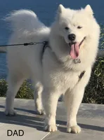 Female #3, a female Samoyed for sale in Palmdale, CA – 10 of 10
