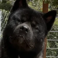 CKC Male #2, a male Akita for sale in Palmdale, CA – Photo 8 of 9