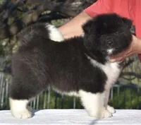 CKC Male #2, a male Akita for sale in Palmdale, CA – Photo 1 of 9