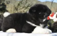 CKC Male #2, a male Akita for sale in Palmdale, CA – Photo 4 of 9