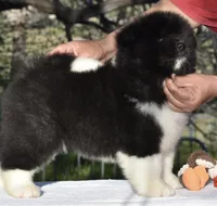 CKC Male #2, a male Akita for sale in Palmdale, CA – Photo 2 of 9