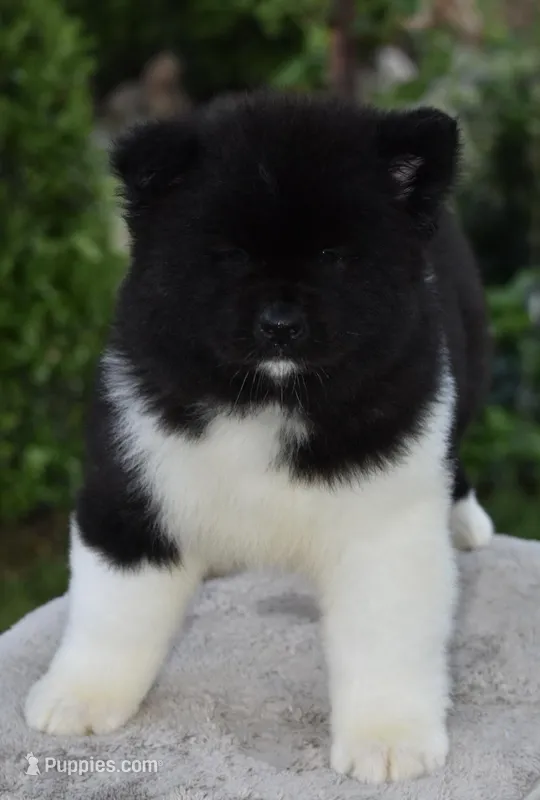 CKC Male #2 LOWERED FEE – Akita puppy for sale in Palmdale, CA