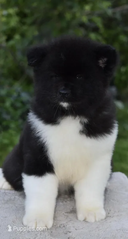 CKC Male #2 LOWERED FEE – Akita puppy for sale in Palmdale, CA
