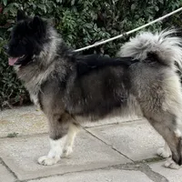 CKC Male #2, a male Akita for sale in Palmdale, CA – Photo 9 of 9