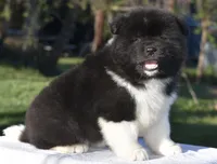 CKC Male #2, a male Akita for sale in Palmdale, CA – Photo 3 of 9