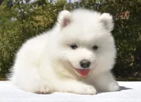 Male #2, a male Samoyed for sale in Palmdale, CA – 3 of 10