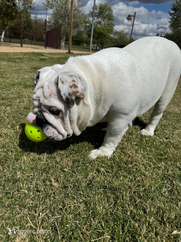 Paris – English Bulldog puppy for sale in Palmdale, CA