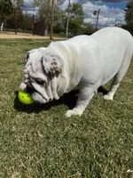 Paris, a female English Bulldog for sale in Palmdale, CA – Photo 1 of 3