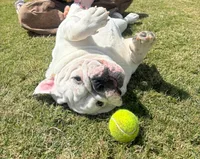 Paris, a female English Bulldog for sale in Palmdale, CA – Photo 3 of 3