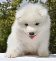 Male #3, a male Samoyed for sale in Palmdale, CA – 6 of 9